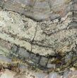 Strelley Pool Stromatolite - Billion Years Old #62738-1